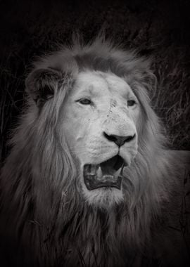 White Lion Male potrait C 