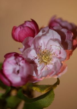 Prunus serrulata blossom