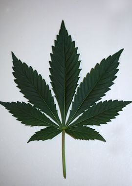 Cannabis leaf close up