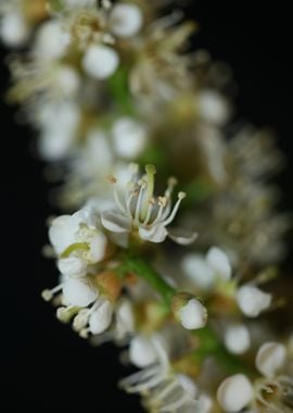 White prunus flower macro