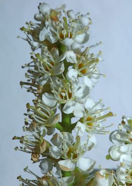 White prunus flower macro