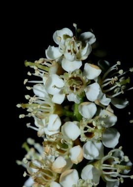 Prunus lusitanica flowers