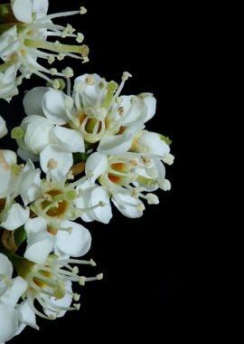 Prunus lusitanica flowers