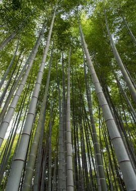 Bamboos Trees in Forest