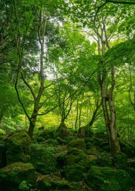 Trees in the Forest Nature