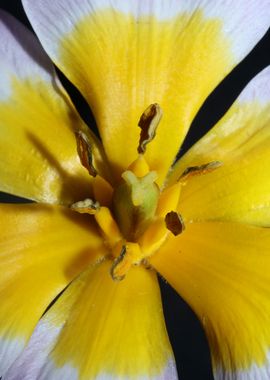 Crocus flower close up