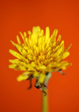 Taraxacum yellow flower