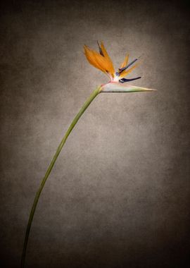 Strelitzia vintage style