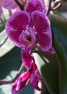 orchid in the garden