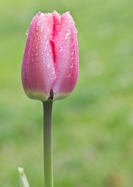 Pink tulip with rain drops