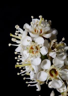 Prunus flowering close up