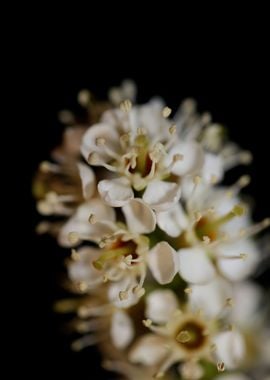 Prunus lusitanica blossom