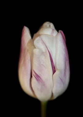 Tulip flower close up