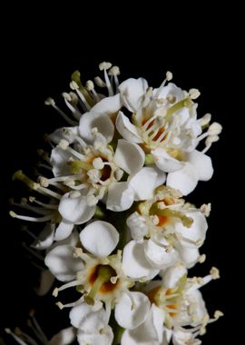 Prunus lusitanica blossom