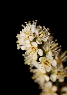 Prunus lusitanica blossom