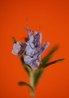 Rosmarinus flower close up