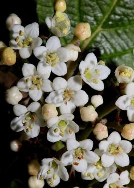 Viburnum flower close up