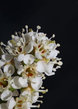 Prunus flowering close up