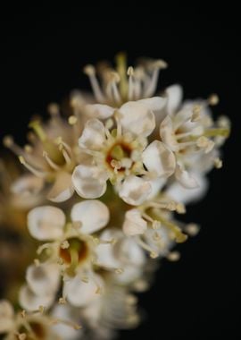 Prunus flowering close up