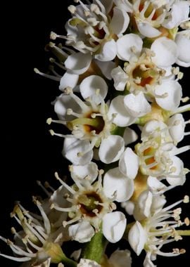 Prunus flowering close up