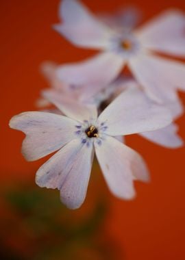 Phlox sabulata blossoming