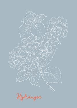 Hydrangea Flower