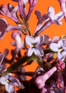 Flower syringa vulgaris