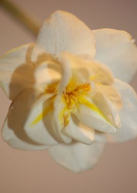 White narcissus flowering