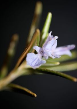 Rosemary flower blossoming