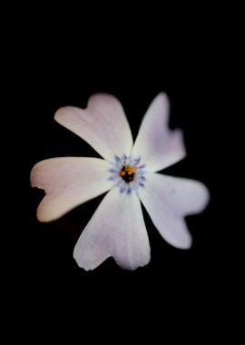 Phlox sabulata blossoming