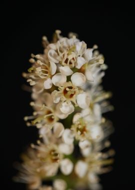 Prunus flowering close up