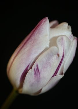 Tulip flower background