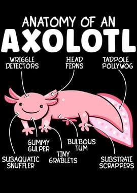 Anatomy Of An Askolotl