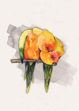  Two cuddling sun conures