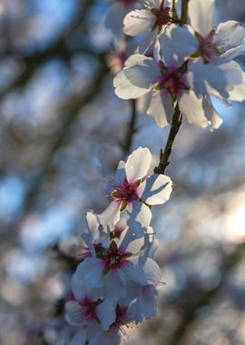 Almond Blossoms