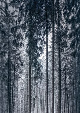 Frozen Forest