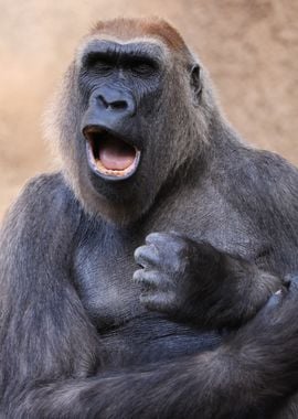 Gorilla