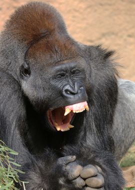 Gorilla