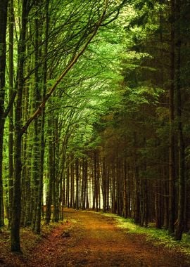 Path Through the Forest