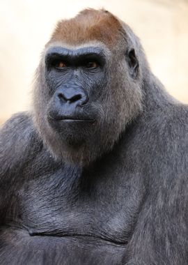 Gorilla