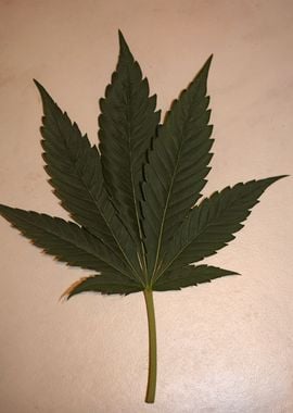 Marihuana leaf wall poster