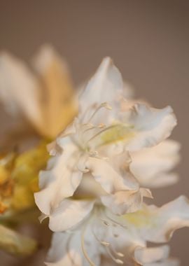 Rhododendron flower macro