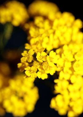 Aurinia saxatilis close up