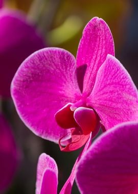 orchid in the garden