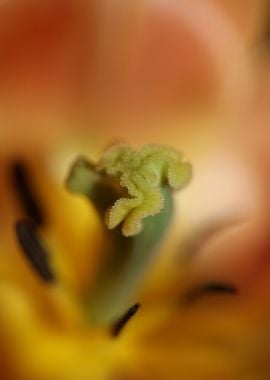 Tulip flowering close up