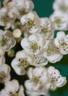 Crataegus flowering macro