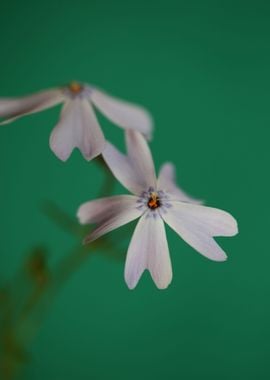 Phlox flower blossoming