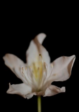 White rhododendron flower