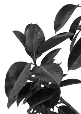 Ficus Elastica Glam 1