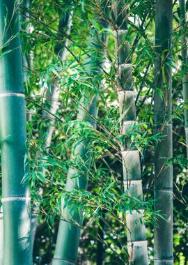 Bamboo Forest